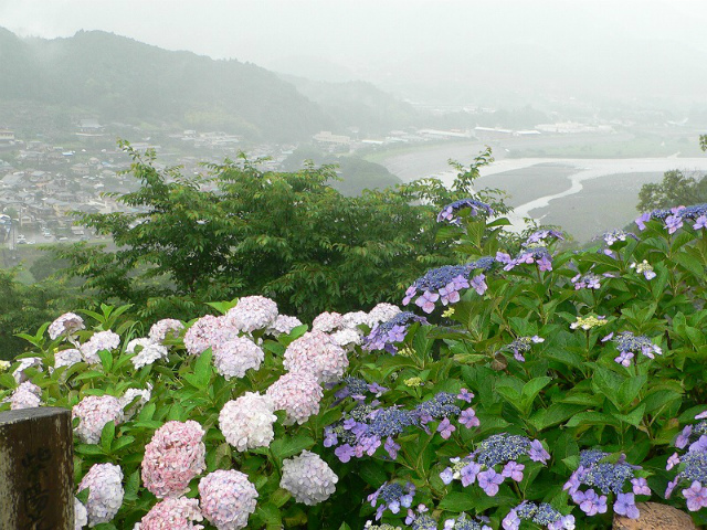 紫陽花と富士川